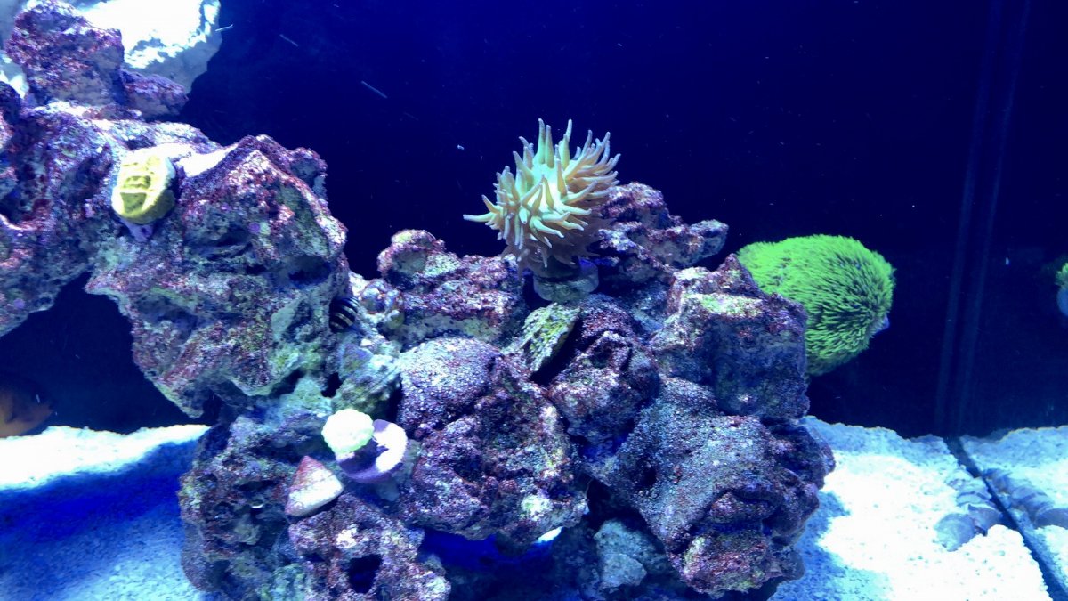 Will Turf Algae go away on its own? REEF2REEF Saltwater and Reef