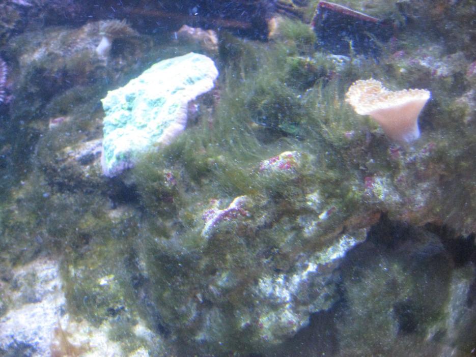 Problems with Green Hair Algae REEF2REEF Saltwater and Reef Aquarium