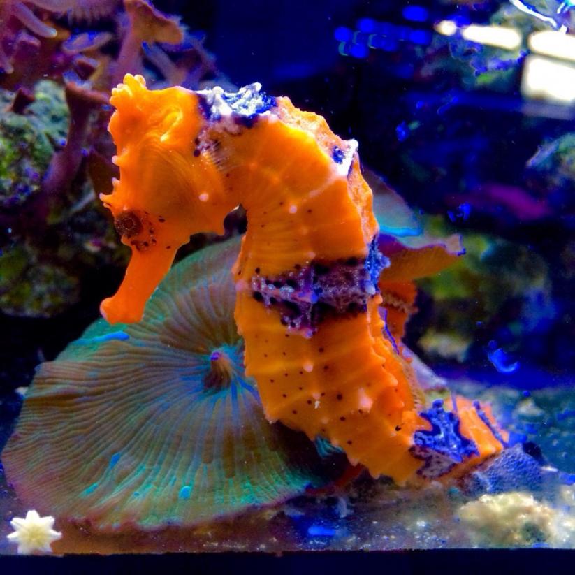 Seahorse Addiction? REEF2REEF Saltwater and Reef Aquarium Forum