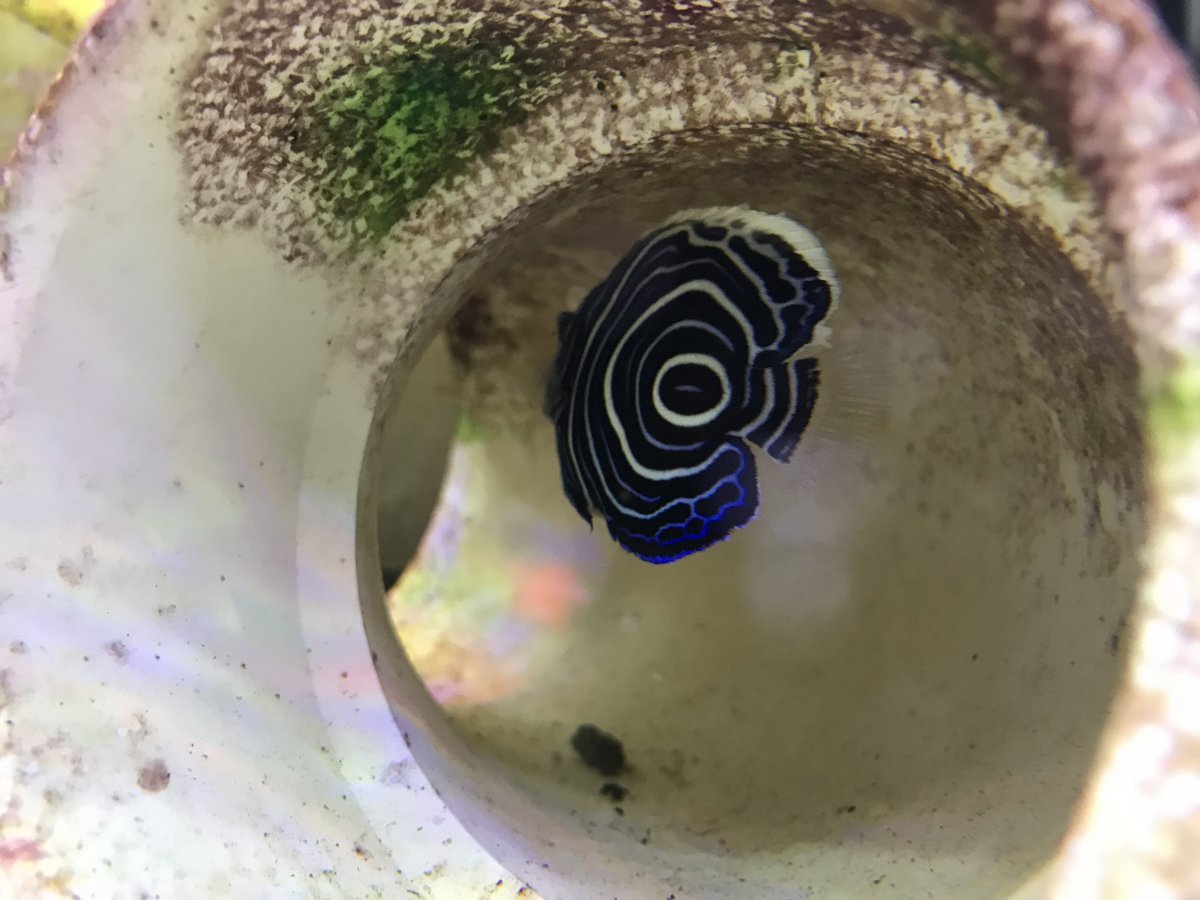 Petco Emperor Angelfish REEF2REEF Saltwater and Reef Aquarium Forum