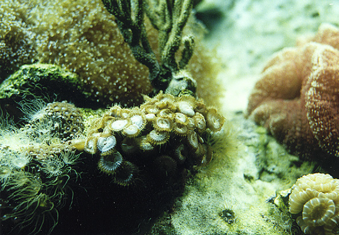 Palytoxin The History, Pharmacology, and How to Protect Yourself