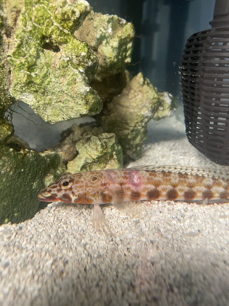 EMERGENCY Lizard Blenny Sick or Injured?? REEF2REEF Saltwater and