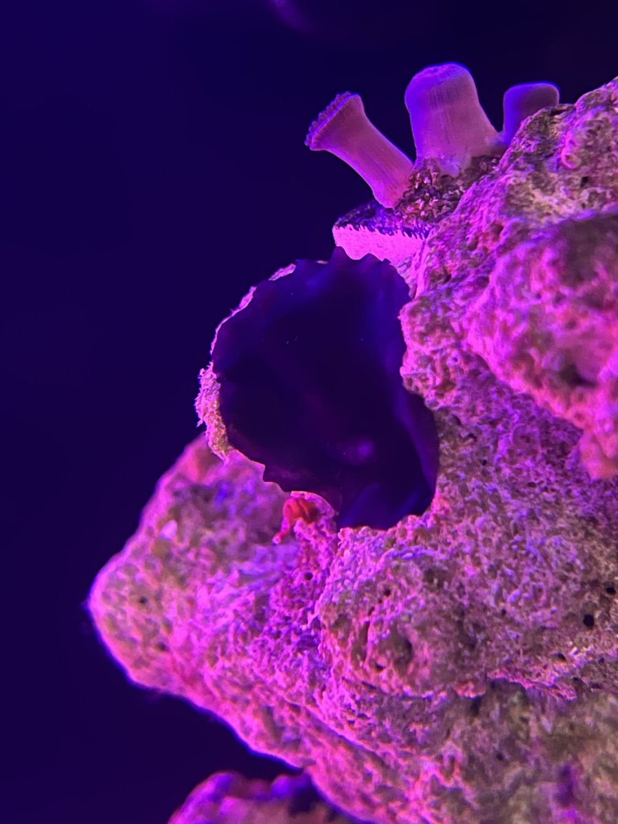 baby turbo snail? REEF2REEF Saltwater and Reef Aquarium Forum