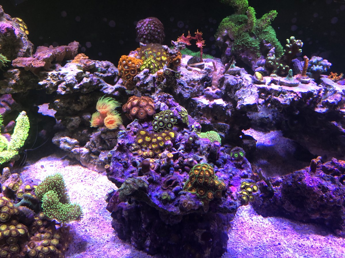 name the most popular zoas Page 3 REEF2REEF Saltwater and Reef
