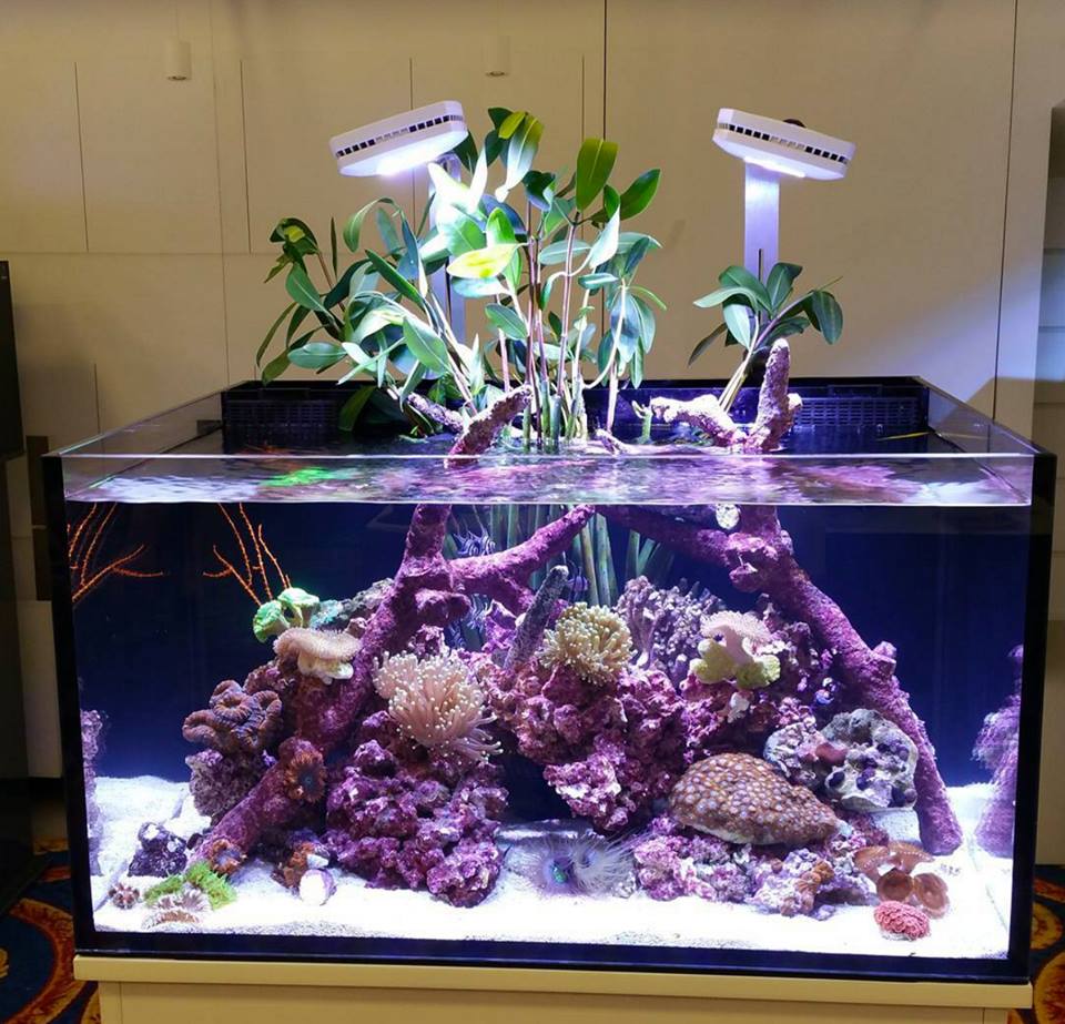 How many of you grow plants in your reef? REEF2REEF Saltwater and