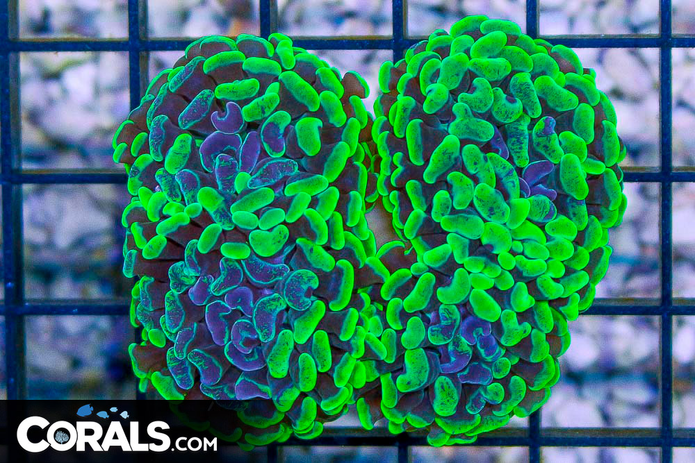 ***Exclusive Reef2Reef Coupon Code!*** Save Big on Branching Hammers