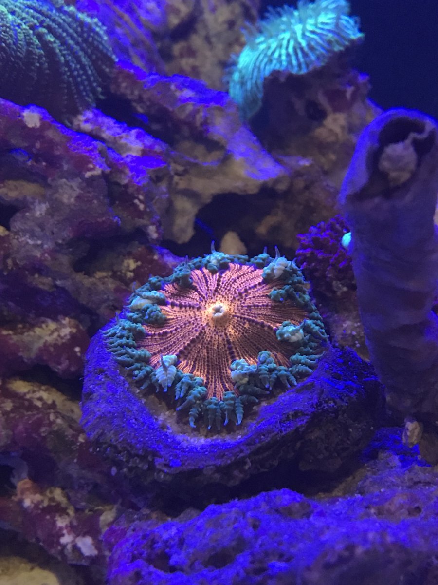 PLEASE HELP ROCK ANEMONE REEF2REEF Saltwater and Reef Aquarium Forum