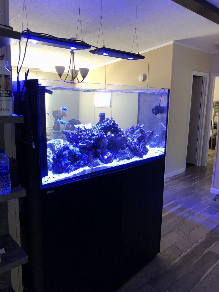 Tennessee Red Sea peninsula 500 REEF2REEF Saltwater
