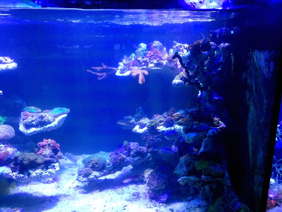 DIY Rockscapes REEF2REEF Saltwater and Reef Aquarium Forum