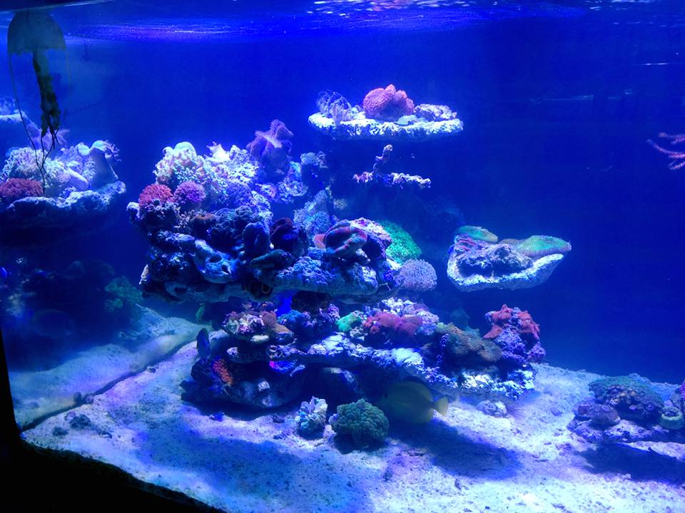 DIY Rockscapes REEF2REEF Saltwater and Reef Aquarium Forum