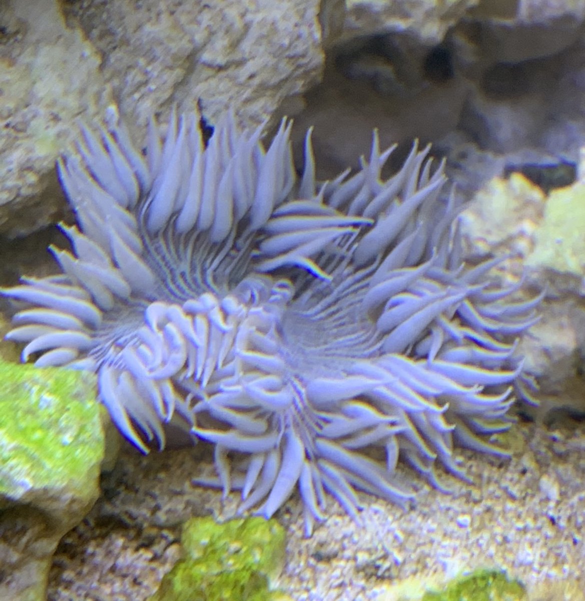 Dipping a Rock Flower Anemone REEF2REEF Saltwater and Reef Aquarium Forum