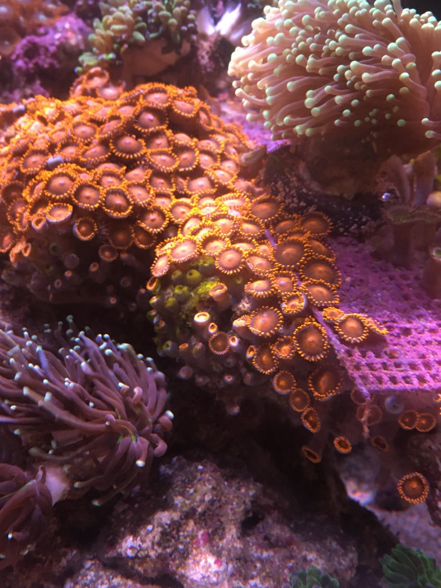 Algae covering my zoas! REEF2REEF Saltwater and Reef Aquarium Forum