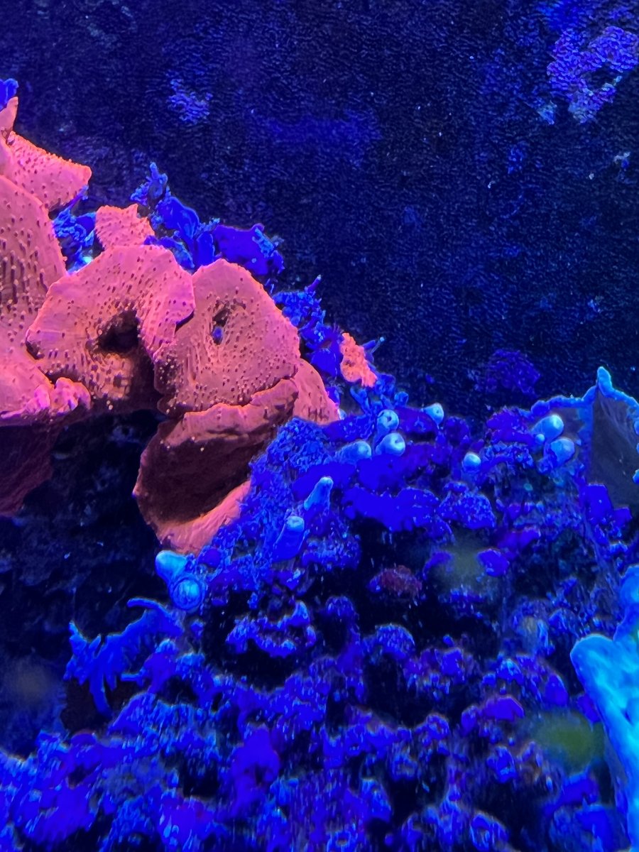 zoas not opening ( REEF2REEF Saltwater and Reef Aquarium Forum