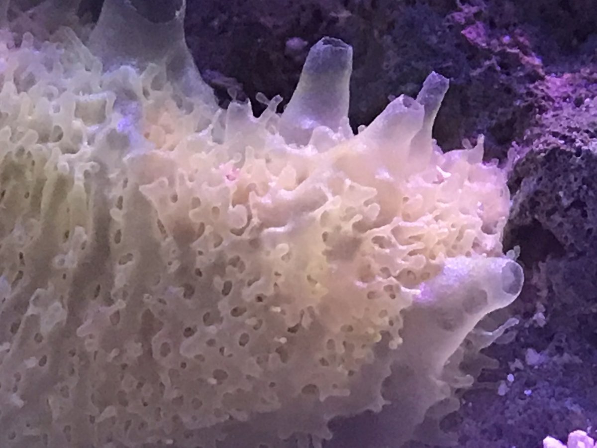 Blue sponge brag! REEF2REEF Saltwater and Reef Aquarium Forum