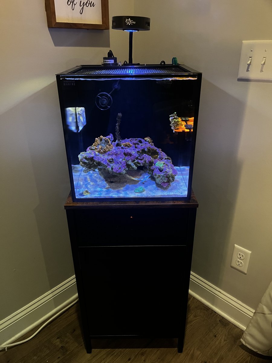 Nicrew Reef Lights - Anyone? | Reef2Reef