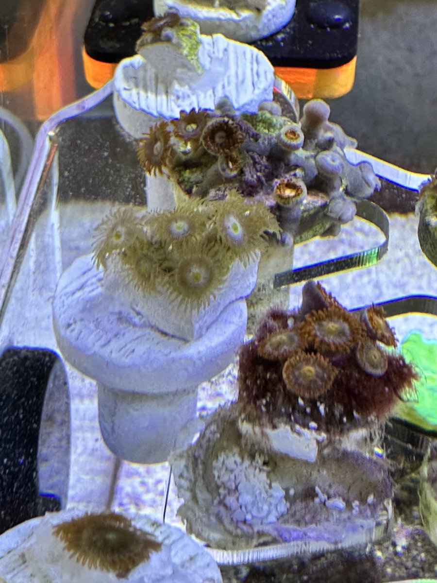 Very pale zoanthids REEF2REEF Saltwater and Reef Aquarium Forum
