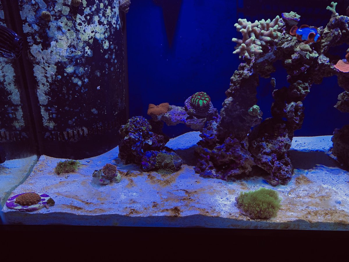 Brown algae on my sand bed that always comes back after weekly