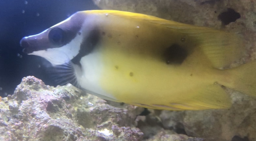 EMERGENCY Foxface Rabbitfish developed this overnight. I’m thinking