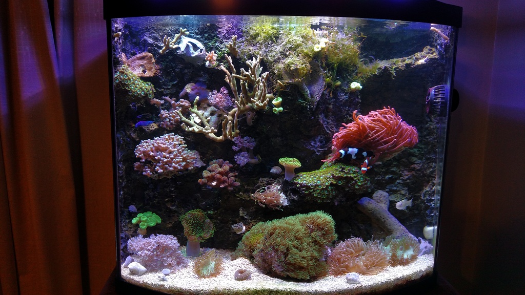 Foam Wall Instructable A Full Howto, StepbyStep Guide REEF2REEF Saltwater and Reef