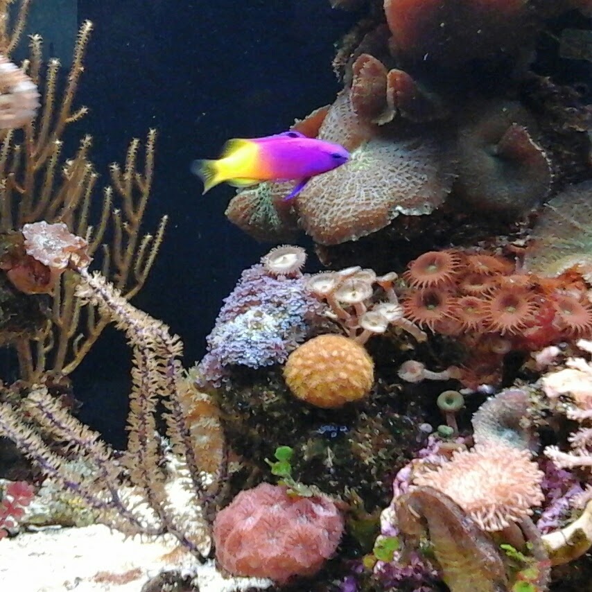 Keeping Seahorses in Aquaria 3 Stocking Your Seahorse Tank What to