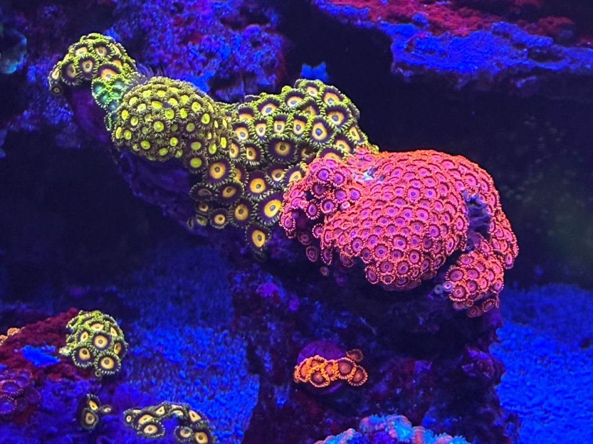 fast growing but beautiful zoas? REEF2REEF Saltwater and Reef