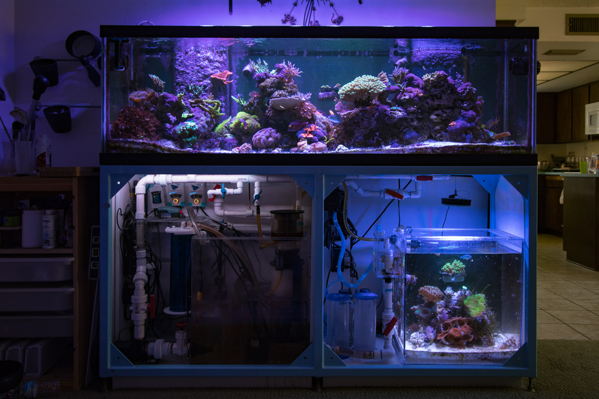 Two tanks, one sump who's doing it? Page 2 REEF2REEF Saltwater