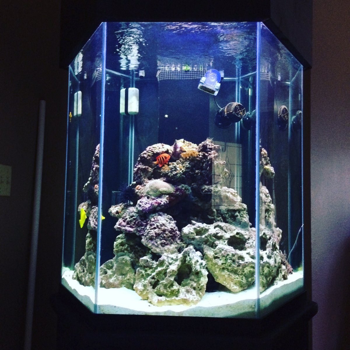 Show me hexagon tanks! REEF2REEF Saltwater and Reef Aquarium Forum