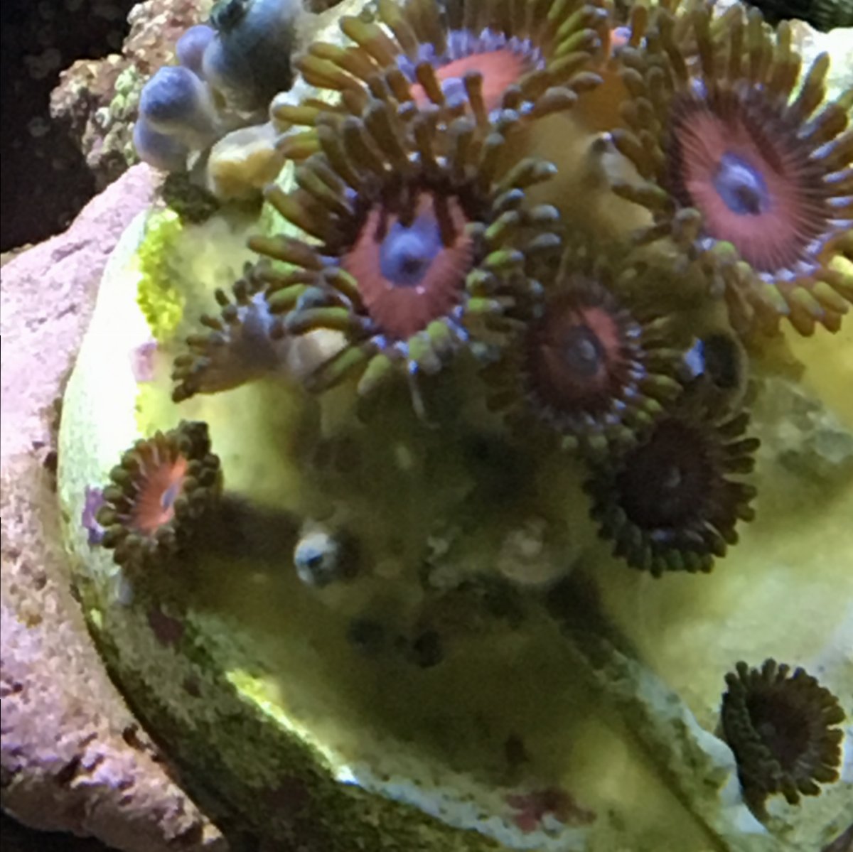 Zoas dying? Well not sure!! REEF2REEF Saltwater and Reef Aquarium Forum