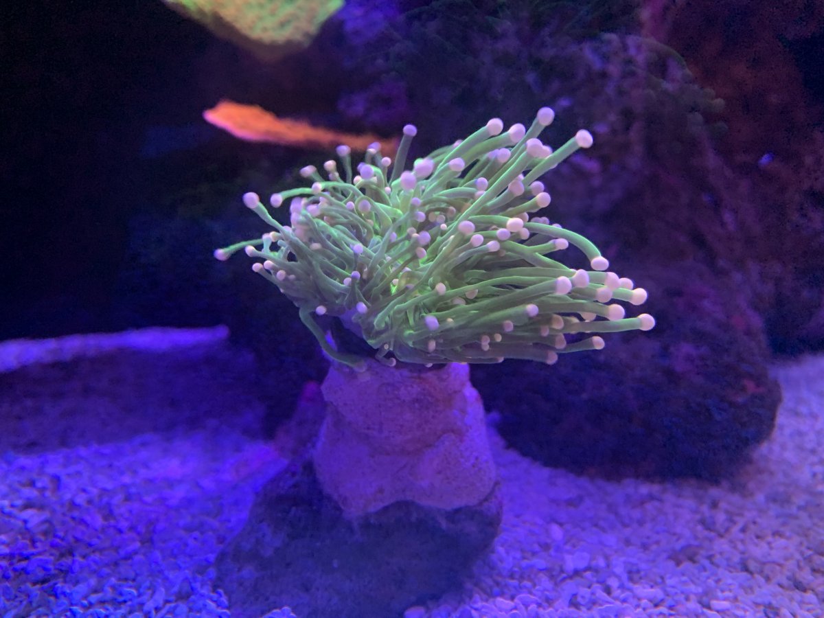 Deflated torch coral with shot tentacals REEF2REEF Saltwater and Reef