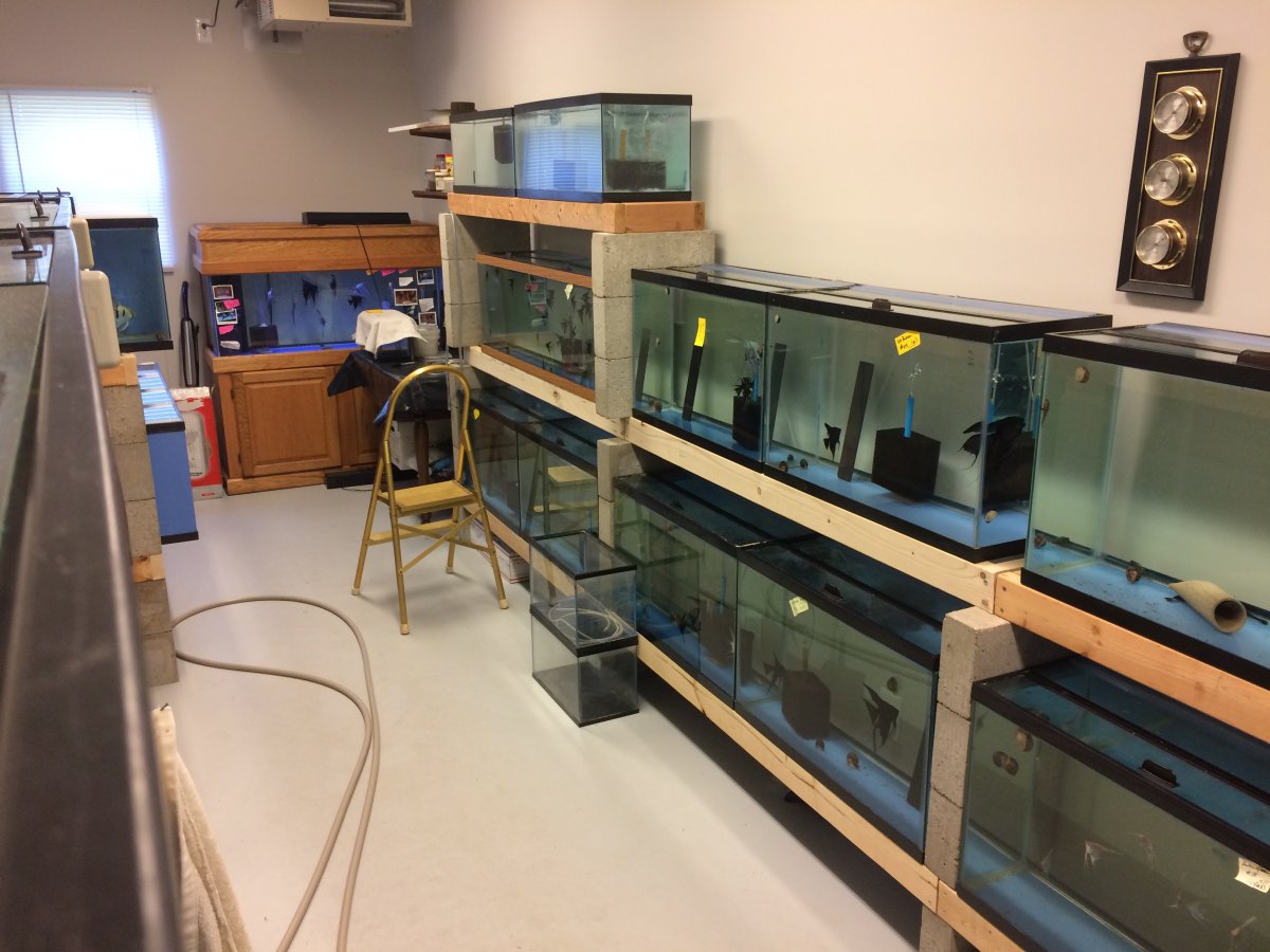 Need some Assistance with Cinder Block Stand REEF2REEF Saltwater and