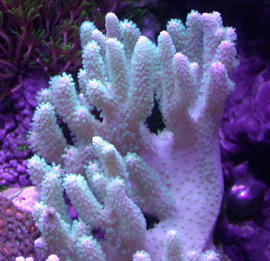 Rare soft corals Page 4 REEF2REEF Saltwater and Reef Aquarium Forum