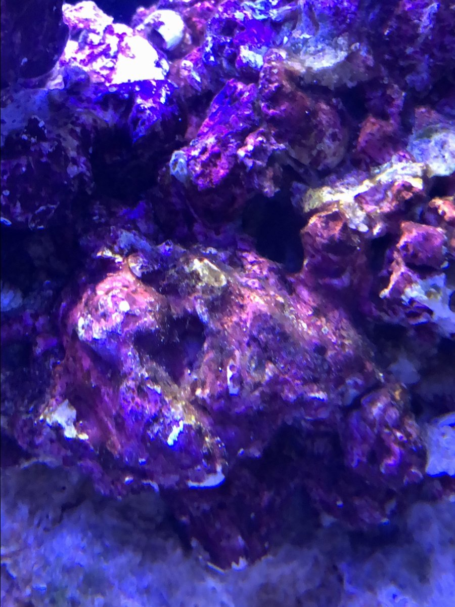 What is this fuzzy stuff on my rocks REEF2REEF Saltwater and Reef Aquarium Forum