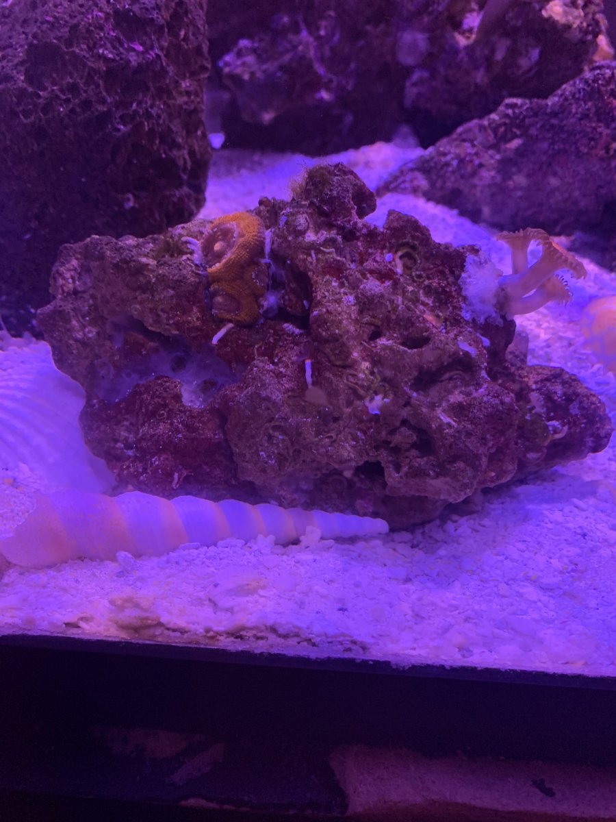 Best Camera App for iPhone? REEF2REEF Saltwater and Reef Aquarium Forum
