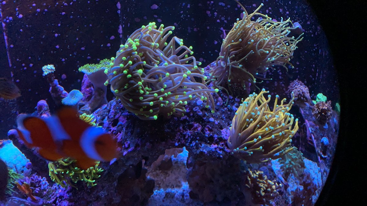 6+ Hellfire Torch Coral MucahidLunna