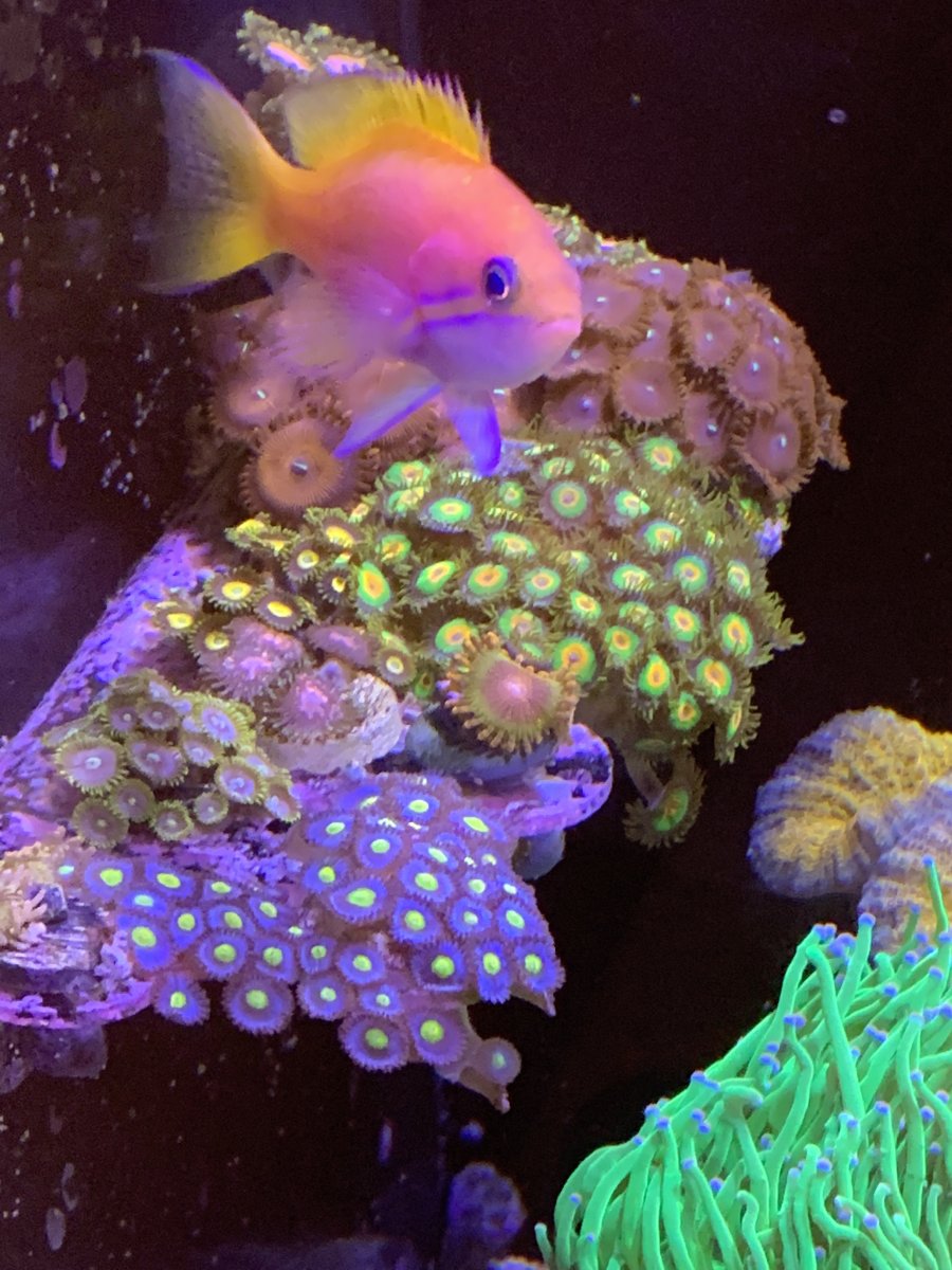 QUESTION OF THE DAY The BEST and WORST zoanthids (zoas) of all time