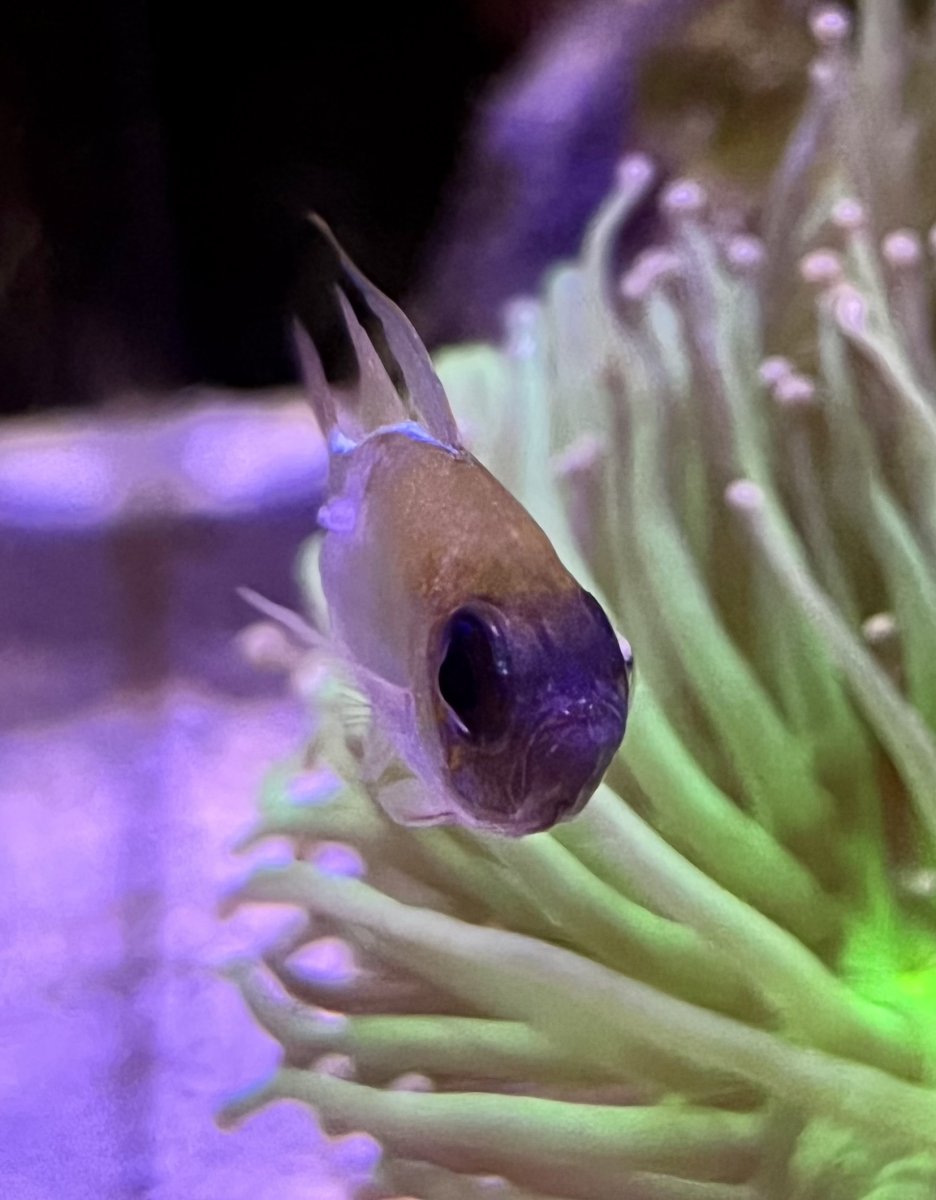 White spot on side of threadfin cardinal? REEF2REEF Saltwater and