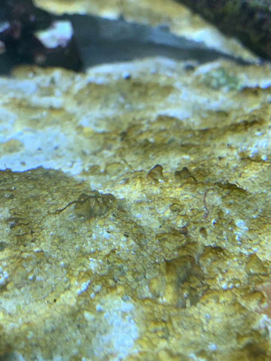 Brown algae on my sand bed that always comes back after weekly