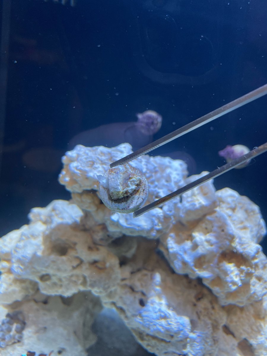 Are my zoas dying? REEF2REEF Saltwater and Reef Aquarium Forum