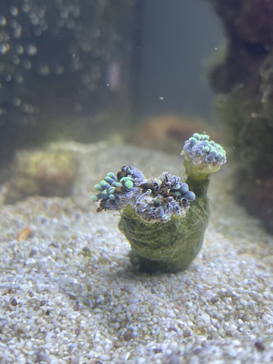 Hammer Coral Dying…. Help! REEF2REEF Saltwater and Reef Aquarium Forum