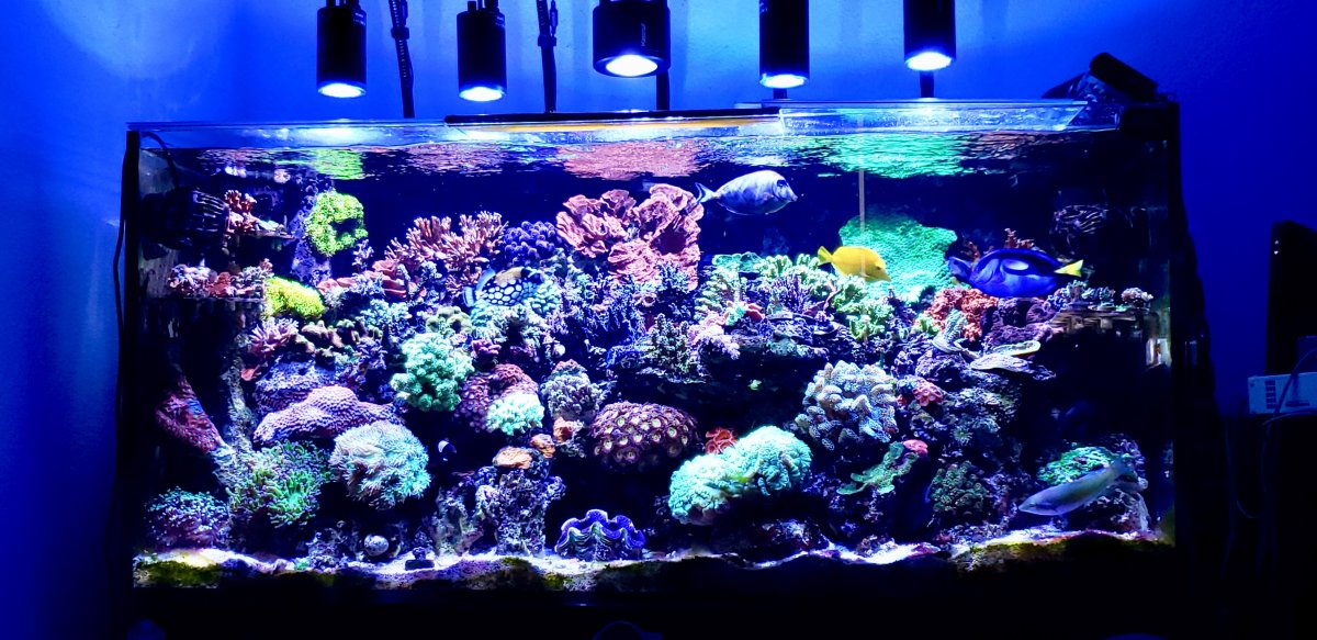 Dosing trace elements based on what? REEF2REEF Saltwater and Reef