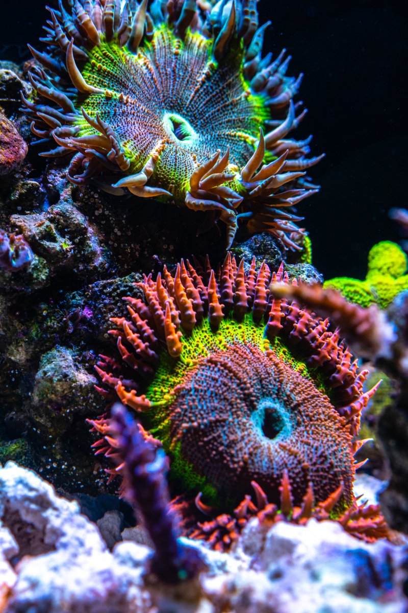 What to feed baby Rock Flower Anemones? REEF2REEF Saltwater and Reef Aquarium Forum