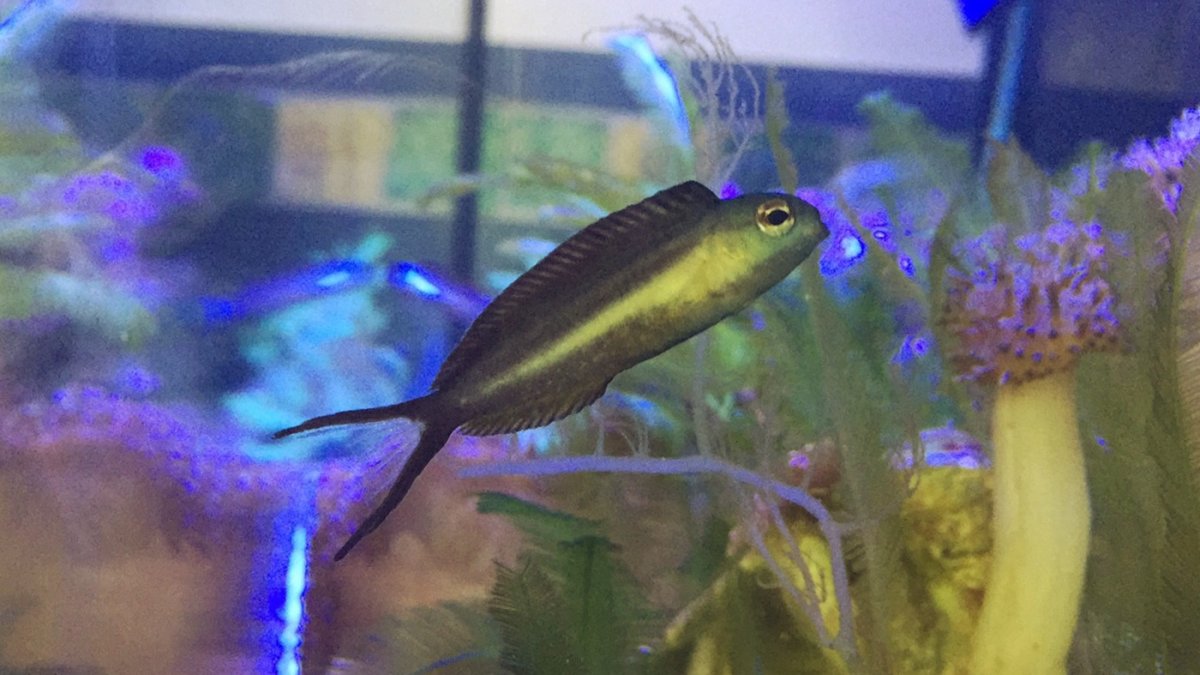 Bundoon Blenny Trio Aggression REEF2REEF Saltwater and Reef Aquarium Forum