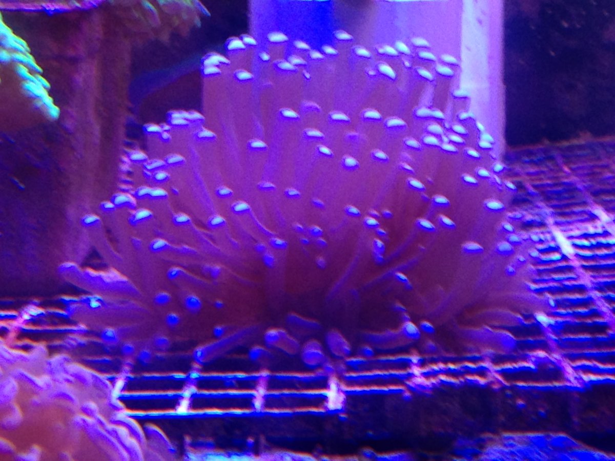 **BABY Torch Corals!** Spawning Event at Check out these