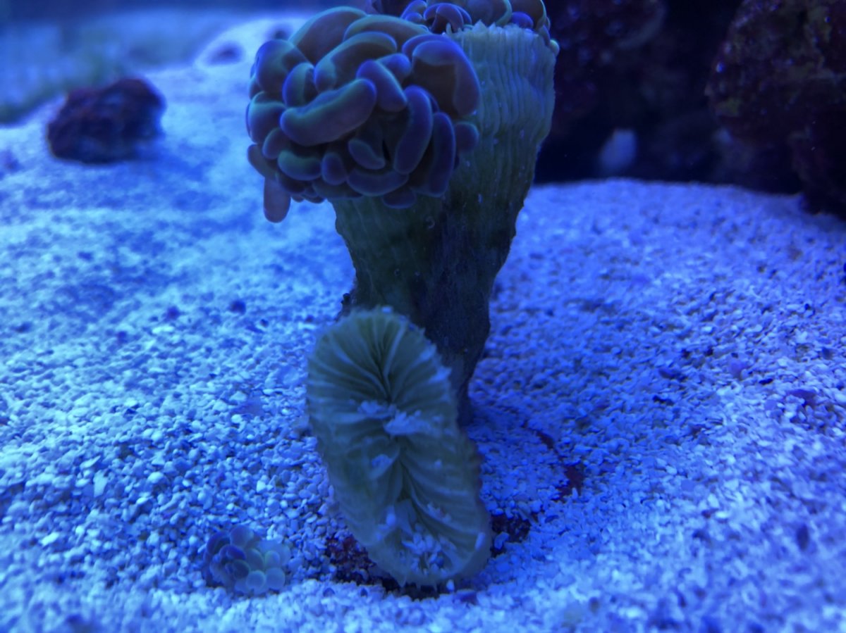 Hammer coral ripped from skeleton REEF2REEF Saltwater and Reef