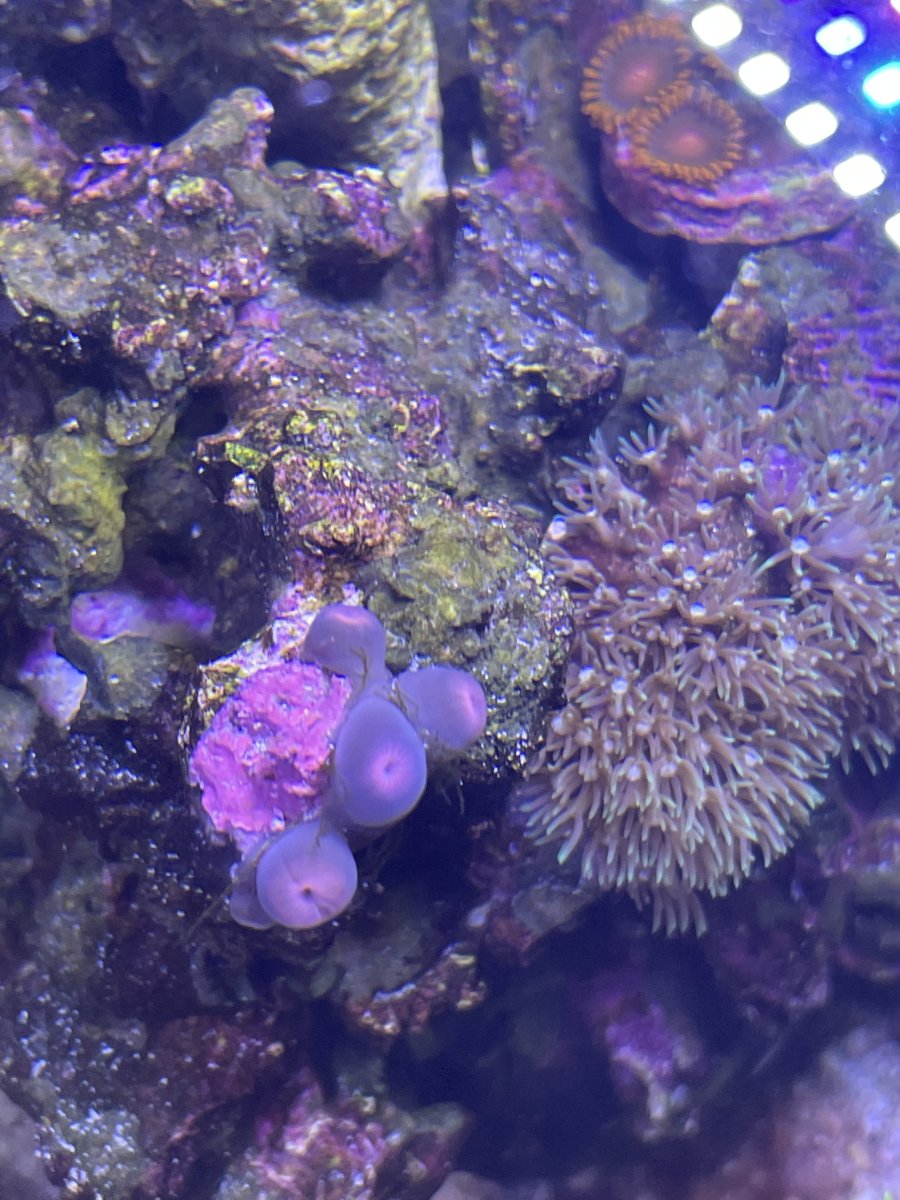 Zoanthids not opening for weeks REEF2REEF Saltwater and Reef Aquarium