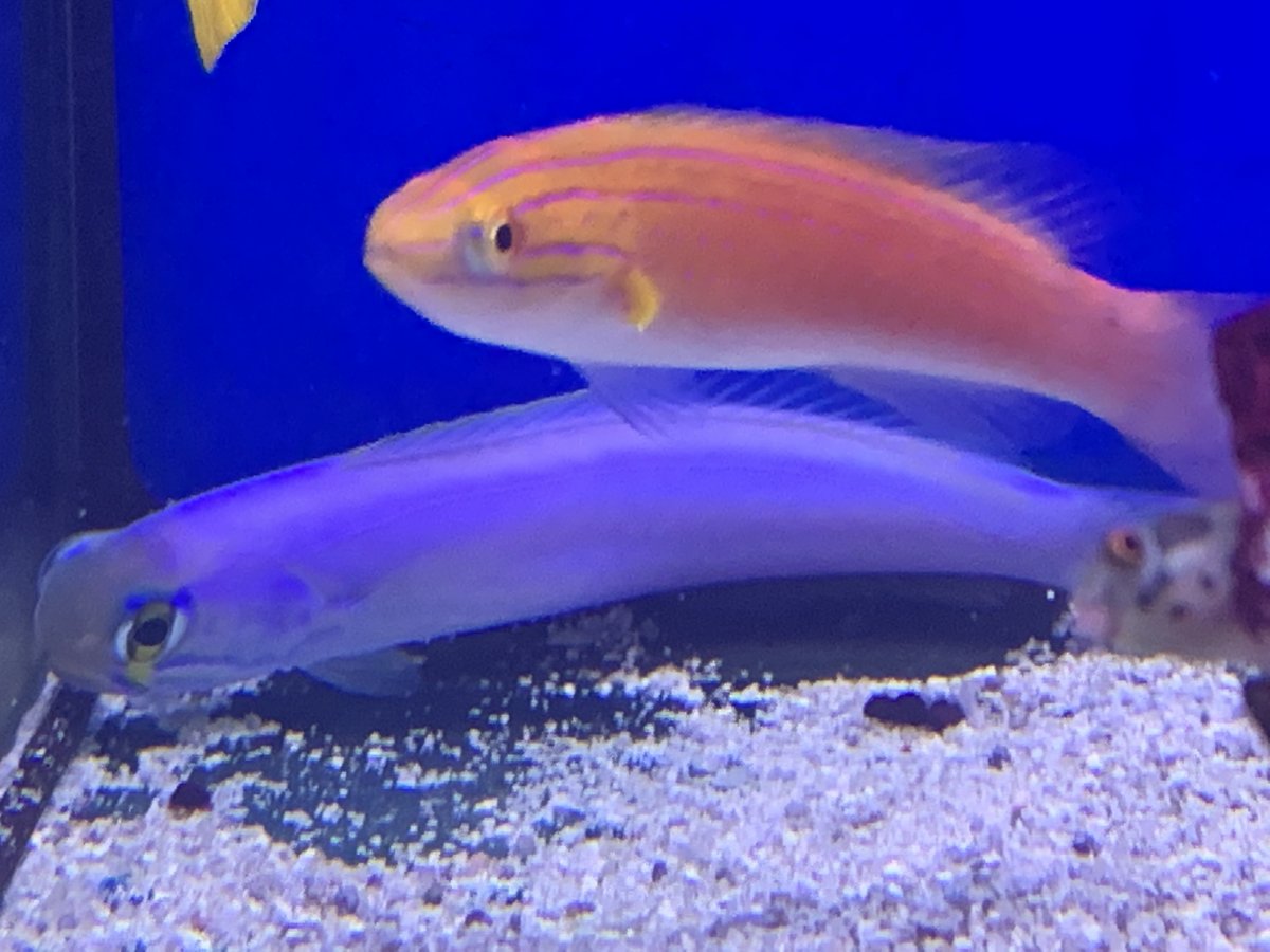 Flashing tilefish REEF2REEF Saltwater and Reef Aquarium Forum