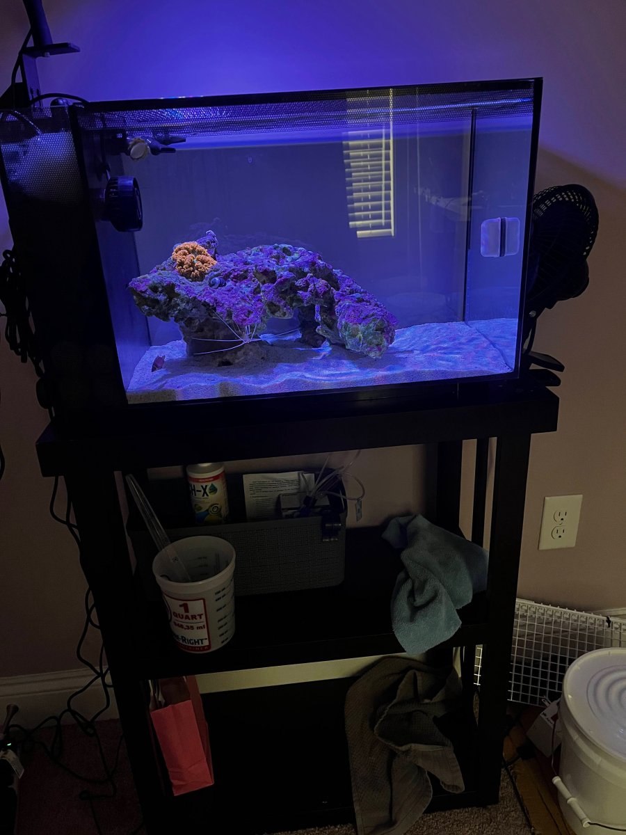 Nicrew Reef Lights - Anyone? | Reef2Reef