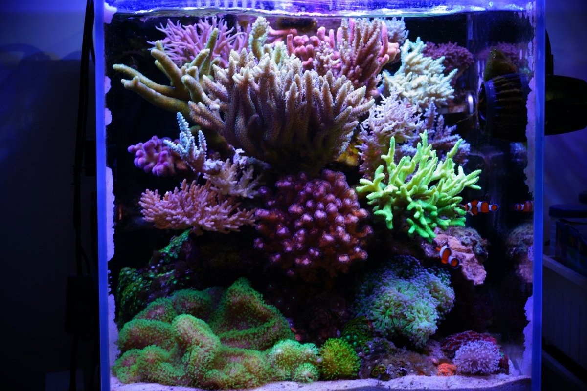 R2R Reef Spotlight PongPit's Amazing SPS Nano Reef REEF2REEF