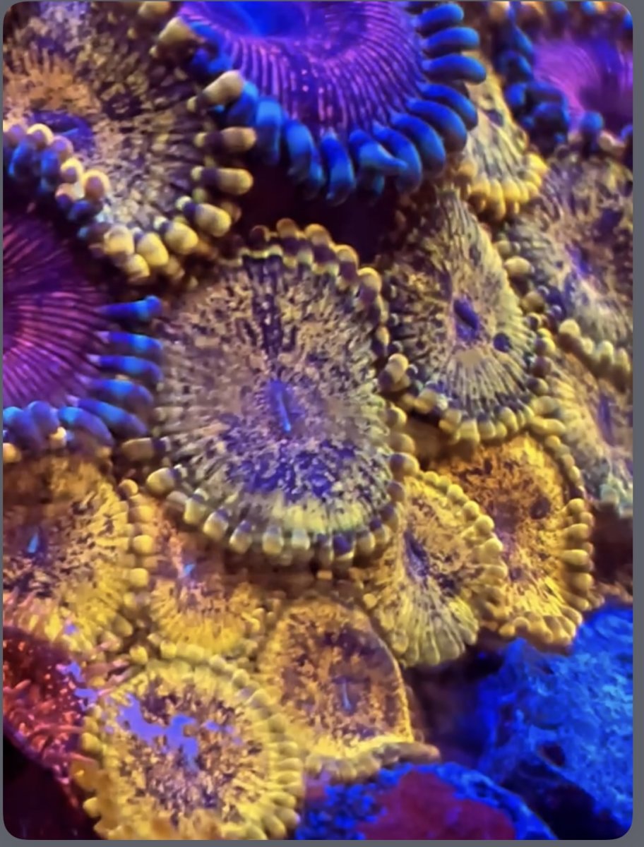 QUESTION OF THE DAY The BEST and WORST zoanthids (zoas) of all time