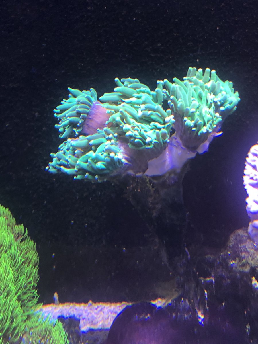 Copper REEF2REEF Saltwater and Reef Aquarium Forum